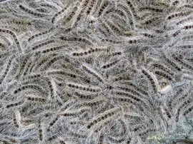 rupsenvlinderstichting9571ed5f 81e1 4016 b449 97495364a75fjpgw270v1616052002