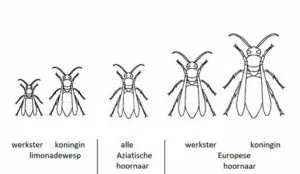 ware grote aziatische hornaar in vergelijking met wespen 300x174