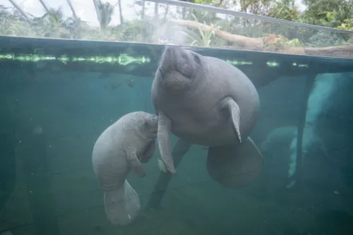 zeekoeien zijn fijnproevers
