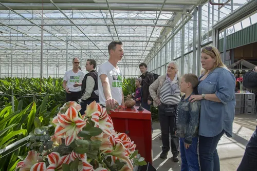 zo groeit een amaryllis kom in de kasrolfvankoppenfotografie 003 1