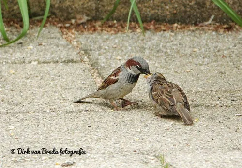 Mussen. Foto: Dick van Breda<br>