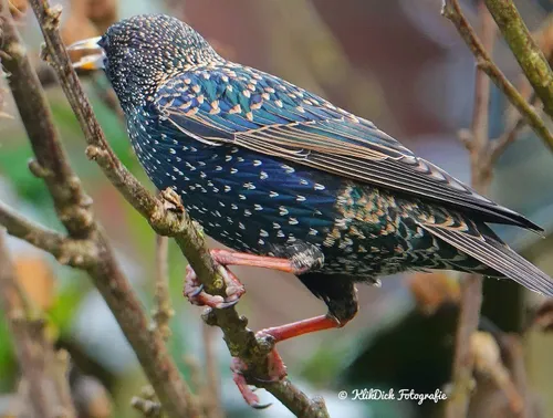 De spreeuw wordt steeds minder gezien in ons land.