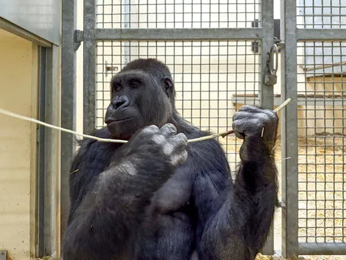 Gorilla vooraf transport naar China
