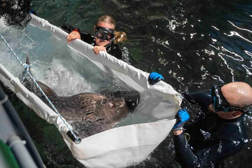 boogbekrog 1mira meijer koninklijke burgers zoo