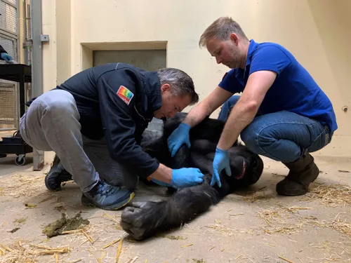 Vrouwtjegorilla onder narcose