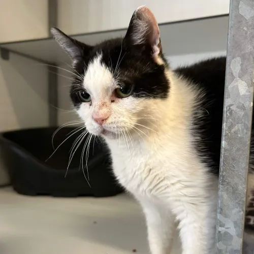 Queenee-202520766-nieuw-2-1