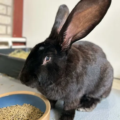 Minx-2333-nieuw-1(2)