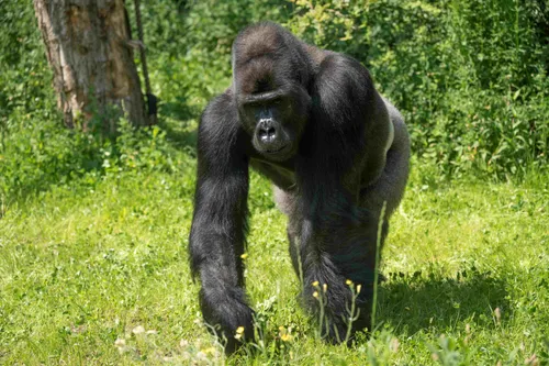 EEP.Zilverrug-uit-Warschau-in-Arnhem-3