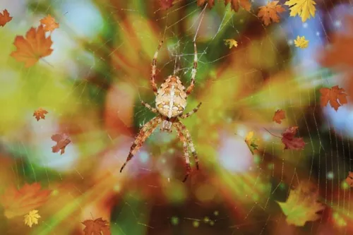 Spinnenweb-herfst-close-up