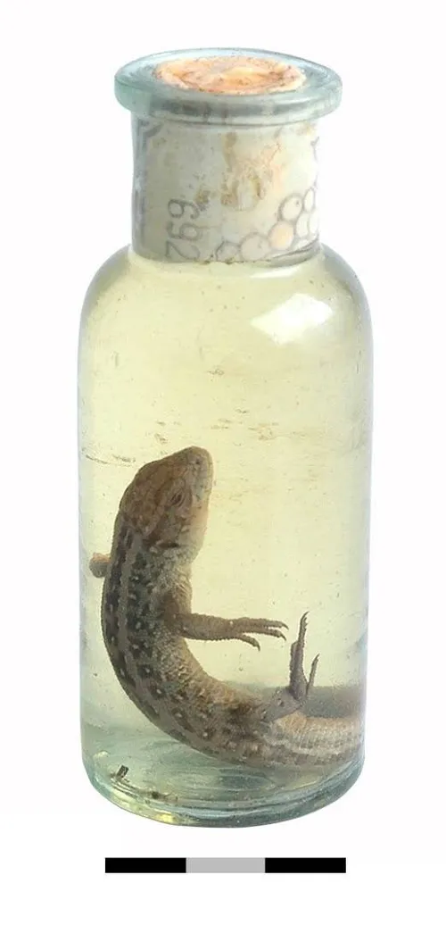 medicijnflesje met zandhagedis op sterk water