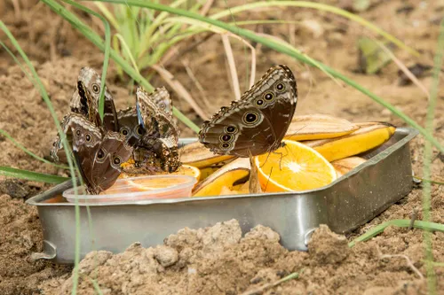 Vlinders-met-sinaasappels-1-Foto-Mira-Meijer