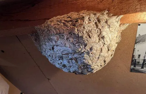 Wespenstichting.wespennest.Weetjes en informatie over (sociale) wespen