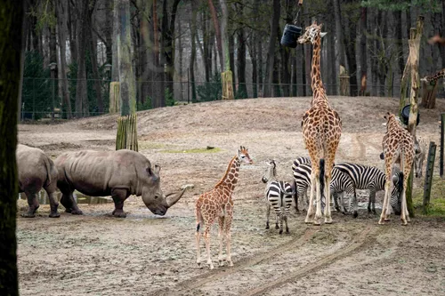 Jonge-giraffen-voor-het-eerst-op-vlakte-Mira-Meijer-__15
