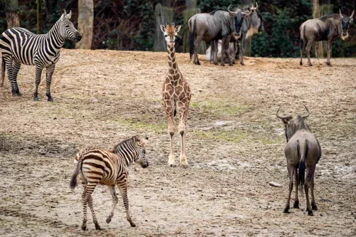 Jonge-giraffen-voor-het-eerst-op-vlakte-Mira-Meijer-__8