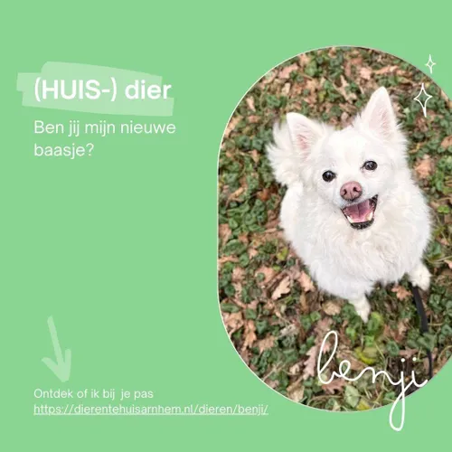 Benji(1)