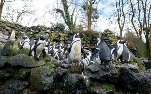 uitzicht op pinguins