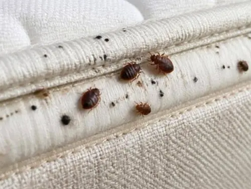 Persbericht Eén hotelovernachting kan genoeg zijn zo voorkomt u bedwantsen in uw bagage (1)