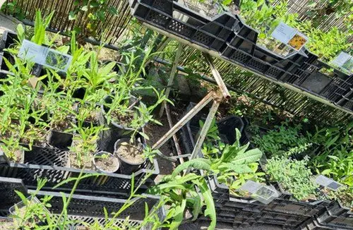 MOES plantjes te koop.al €819, opgehaald
