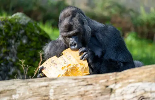 Reuze pompoen.2026.Mira Meijer. Burgers' Zoo