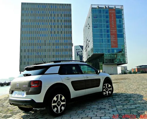 C4 Cactus 02