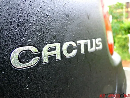 C4 Cactus 07