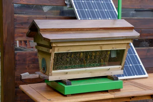 giornata mondiale delle api