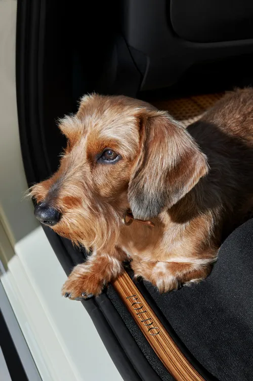 poldo dog couture e bmw italia