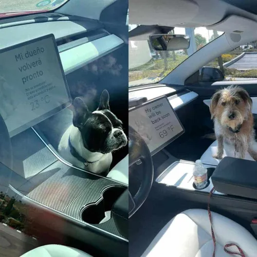 tesla dog mode