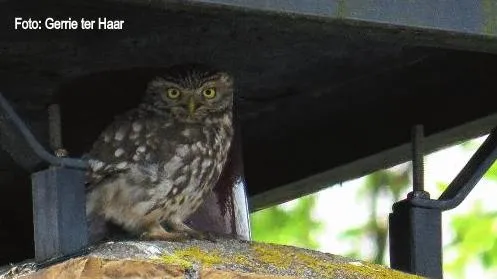 gerrie ter haar foto