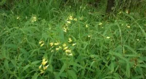 hengel1 640x350 300x164