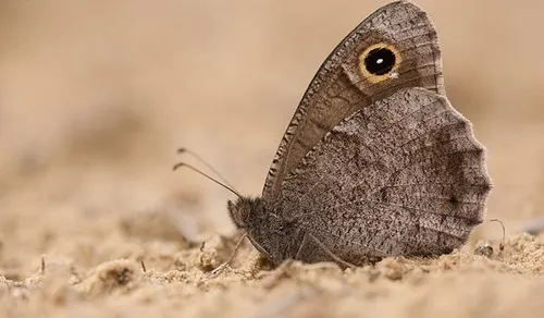 kleine heivlinder 600x350