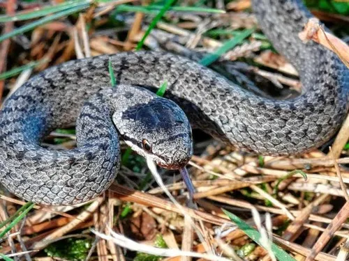 slang miche de vries