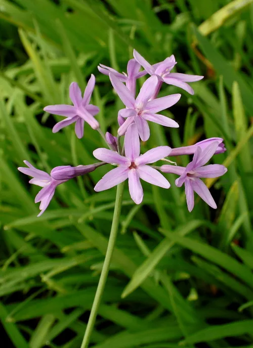 tulbaghia violacea
