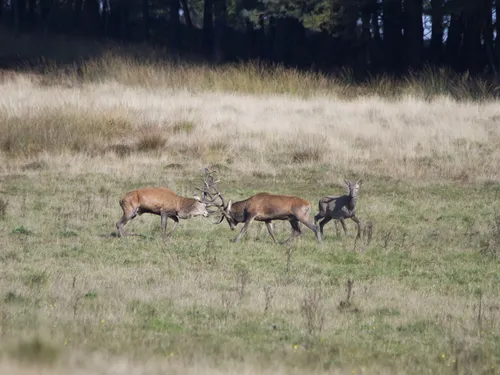 vechtende edelherten