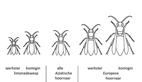 ware grote aziatische hornaar in vergelijking met wespen