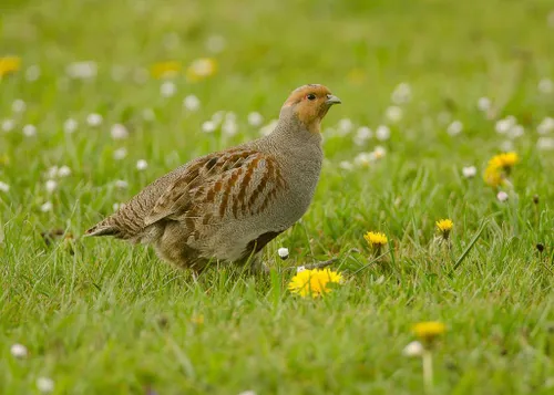 Patrijs-Foto Bendiks Westerink