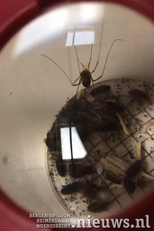 20170927 beestjes 006