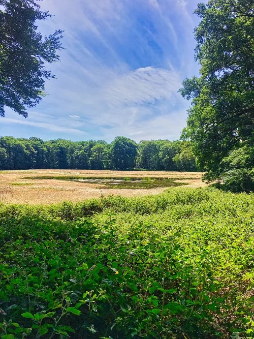 2020 06 regiokiek blaffert harrijstekel