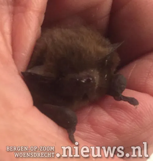 20210303 woe vleermuisje 002