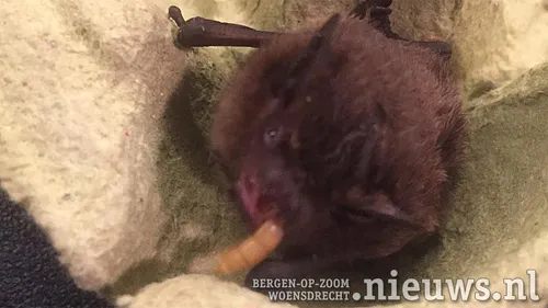 20210303 woe vleermuisje 005