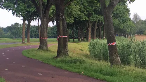 eikenprocessierups halsteren