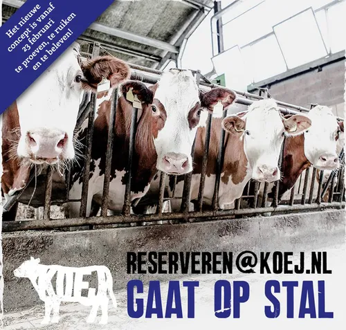 koej op stal 002