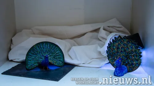 Pauwen van Ingrid van der Meer