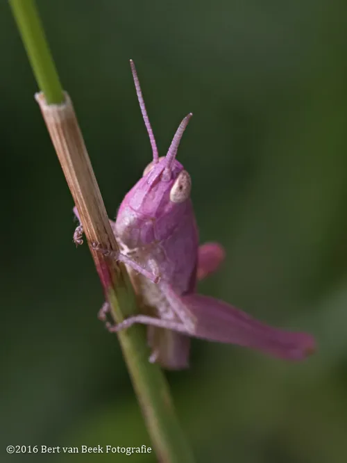 roze sprinkhaan bert van beek 2