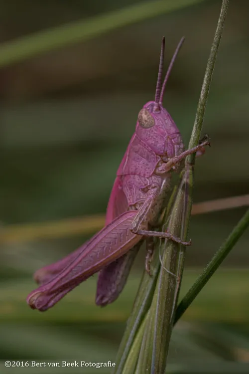 roze sprinkhaan bert van beek 3