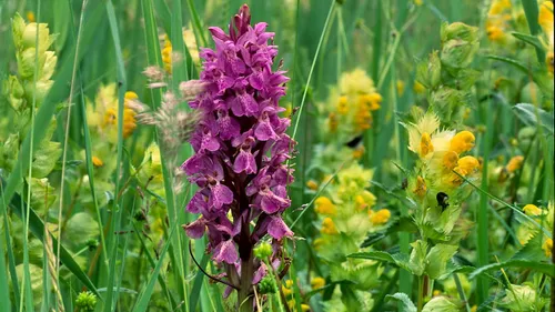 007350b ratelaar en rietorchis close buter henry 1