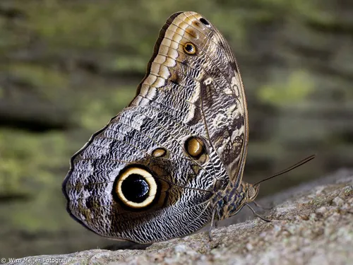 10481997 832134710131816 2454789179344743103 o