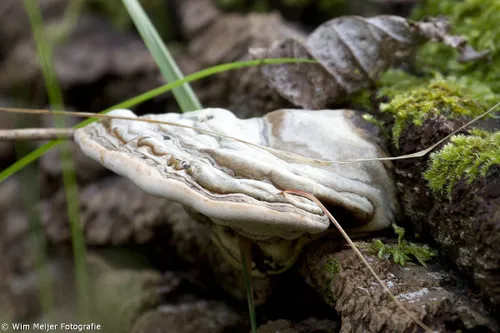 10636380 903886232956663 861613318639648966 o