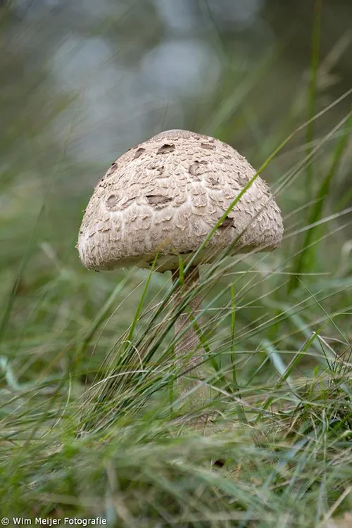 10665290 903882956290324 6359184033499785739 n