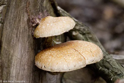 10700249 911858512159435 1643902214417151843 o